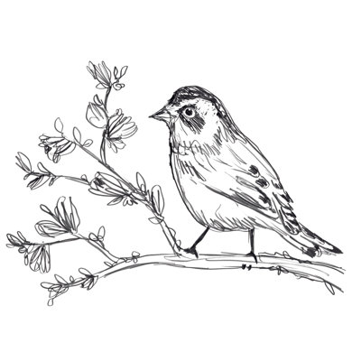 «Simple Songbird Sketches II» par June Erica Vess, reproduction d'art sur toile tendue