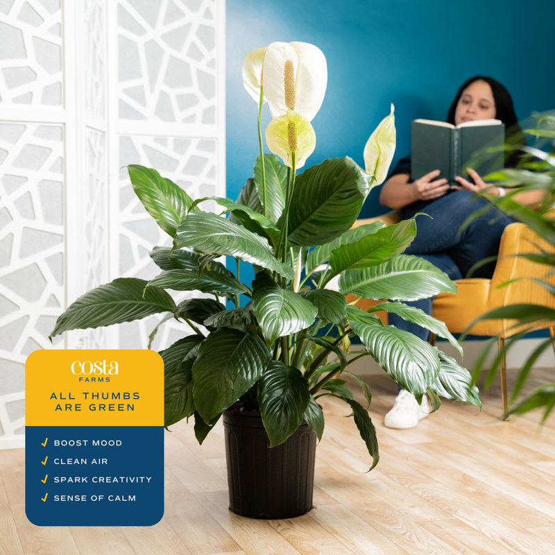 Costa Farms Indoor Peace Lily Spathiphyllum House Plant in 8.75-inch Grow Pot