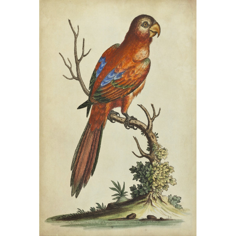 Paradise Parrots III by George Edwards - Wrapped Canvas Painting, 46cm H x 30cm W x 3.8cm D