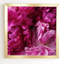 « glamour rose pivoines », reproduction de photo-22037673-22037667