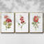 Ensemble de 3 pièces encadrées sur toile géranium écarlate-97706593-97706594