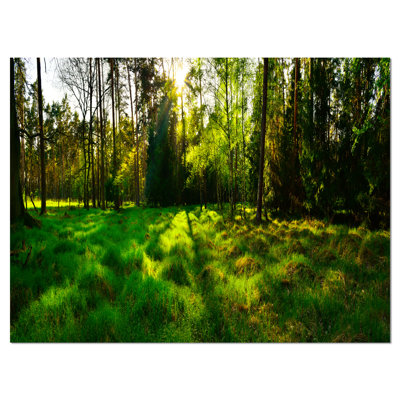 Green Forest Sunset Panorama Photographic Print on Wrapped Canvas