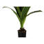Fausse plante Dracaena en pot 47,25 po Mann