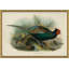 Pheasants From Gould's Birds Of Australia 18 Giclee Print by John Gould