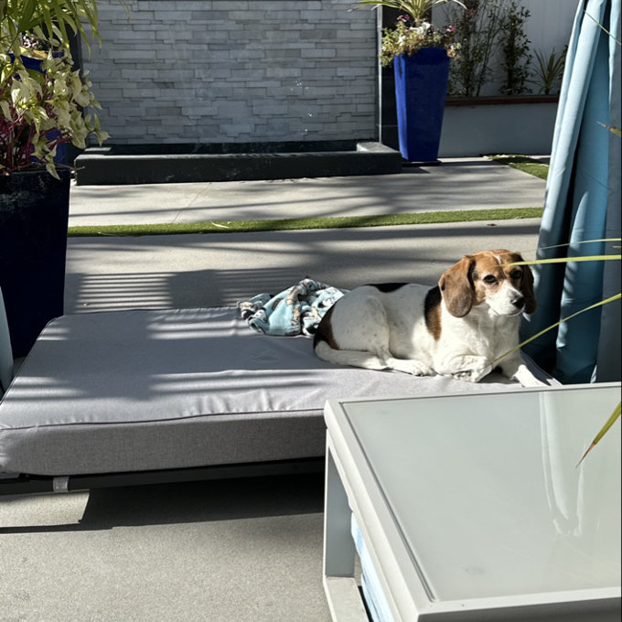 Tucker Murphy Pet™ Elevated Dog Bed – Large Raised Bed with Mattress &  Frame, Modern Style, Durable for Large Dogs - Aerin & Reviews