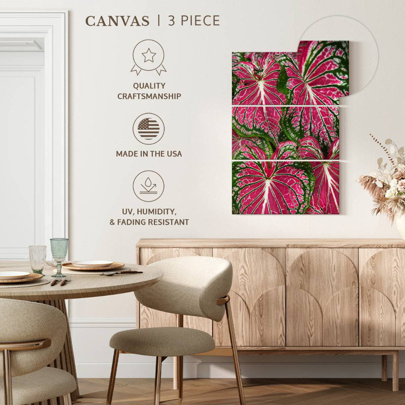 Feuilles Harnek Caladium