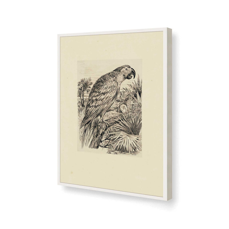 Illustration de perroquet par Stellar Design Studio, reproduction d'art, L 12 po x H 16 po, Blanc, Impression encadrée