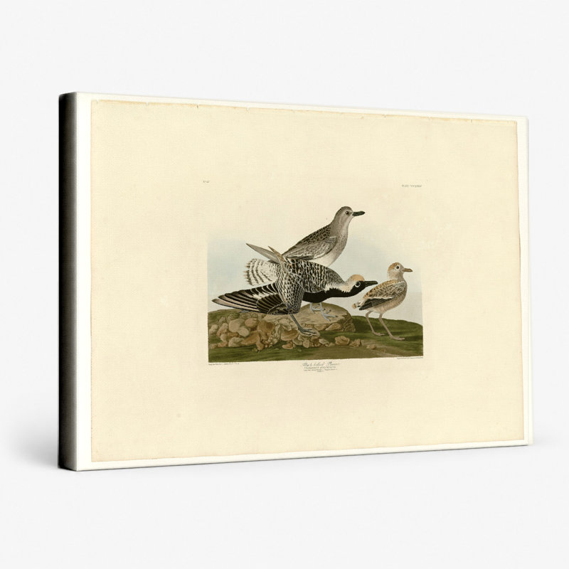 Pluvier à ventre noir, planche 334 - Paysage, art mural sur toile, 14" W x 11" H