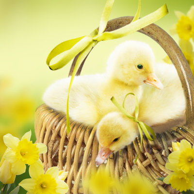 Pair of young ducklings