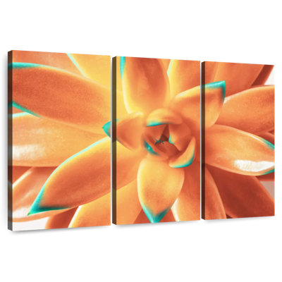 Plante grasse orange Harnek