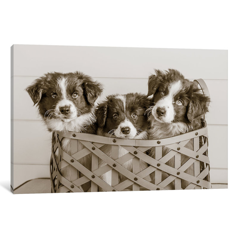 What a Cute Bundle, reproduction de photo sur toile tendue, H 26 po x l 40 po x P 1,5 po, Pas de tapis, Toile tendue