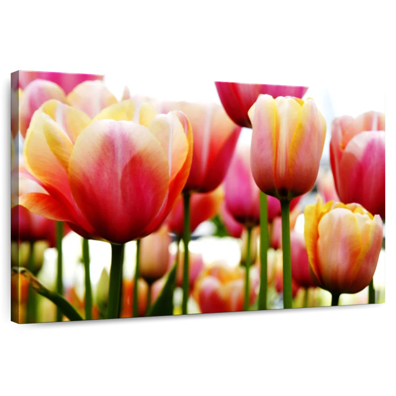 Harnek Fresh Tulips, 24" H x 36" W