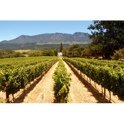 Hagia " View Of Vineyards "