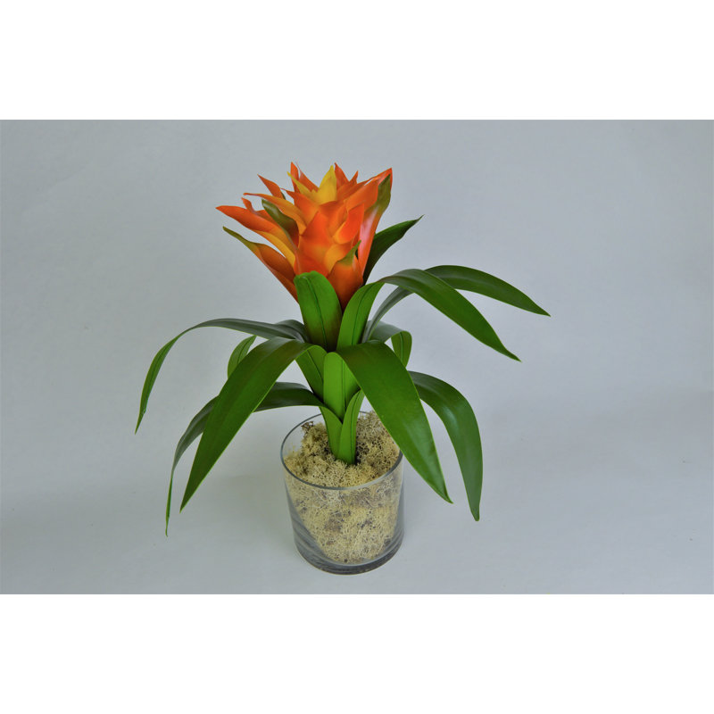 Tropical Bromeliad Centerpiece in Glass Jar, Orange