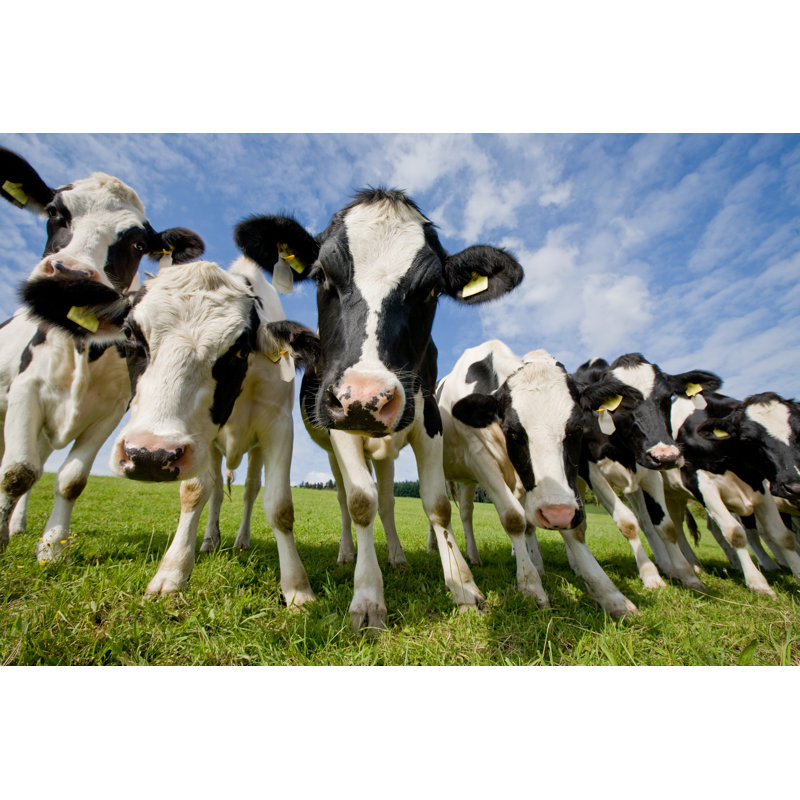 Herd Of Curious Cows by Lightstock - Wrapped Canvas Print, 61cm H x 91cm W x 3.8cm D
