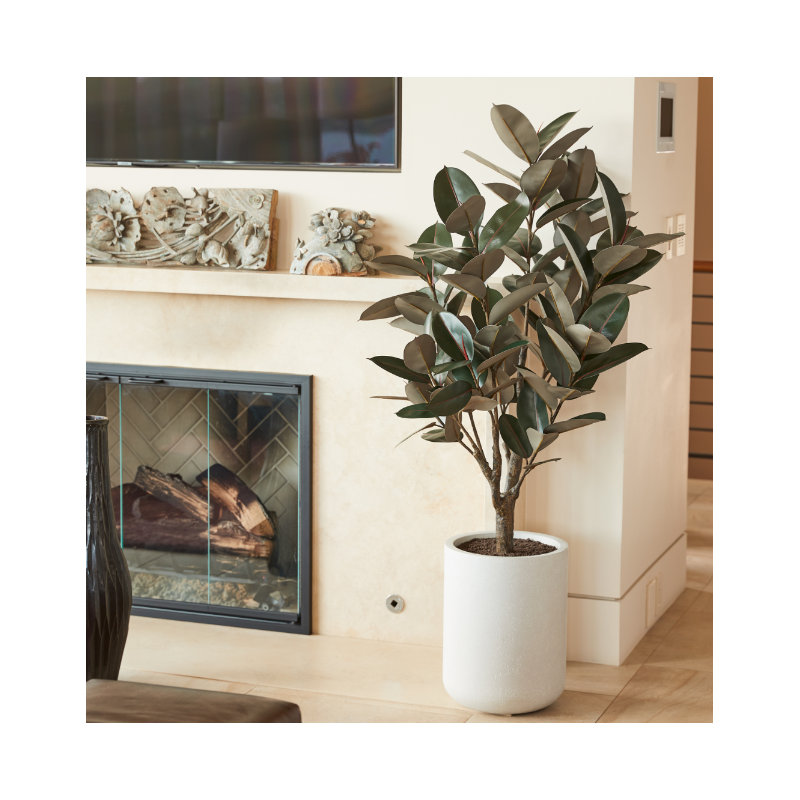 TREE RUBBER POT 5FT