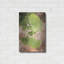 «Sprouting Ginkgo IV» par Debra Van Swearingen-1085504587