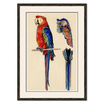 Parrots Giclee Print by Soicher Marin Archives