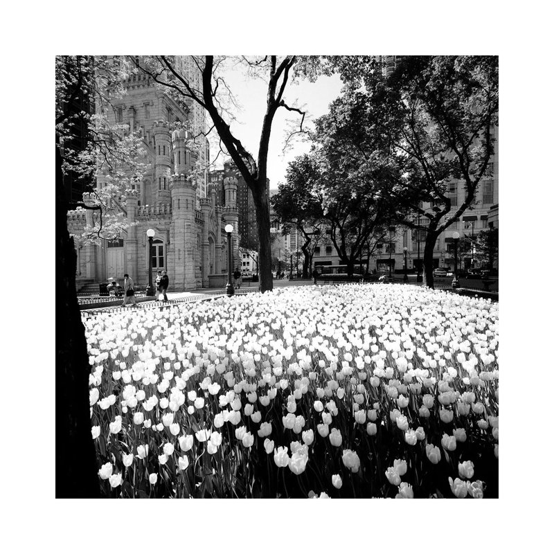 White Tulips Near A Water Tower, Chicago Water Tower, Michigan Avenue, Chicago, Cook County, Illinois, USA by Panoramic Images - Wrapped Canvas Gallery-Wrapped Canvas Giclée