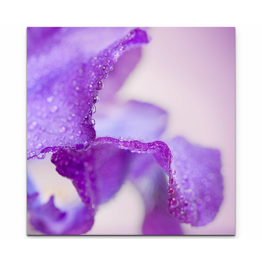 Leinwandbild Lila Iris mit Wassertropfen – Nahaufnahme