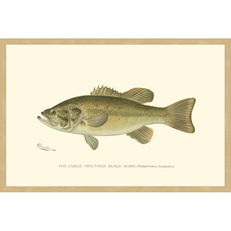 «Large Black Bass», reproduction encadrée, H 24 po x l 36 po x P 1,5 po