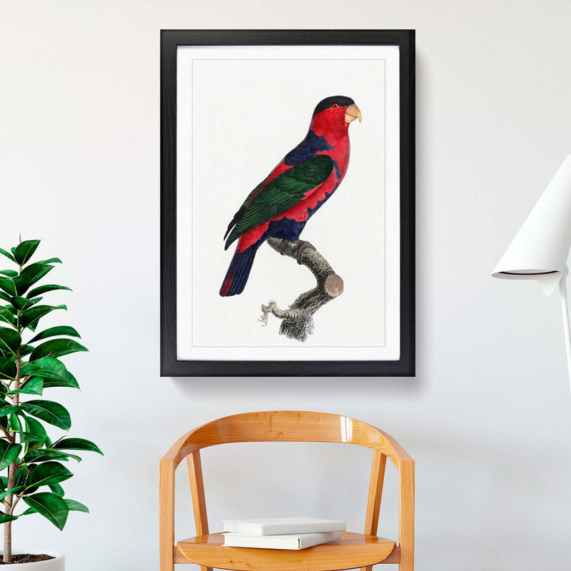 A Black-Capped Lory by F. Levaillant - Framed Print, 45cm H x 33cm W x 2cm D, Black Framed