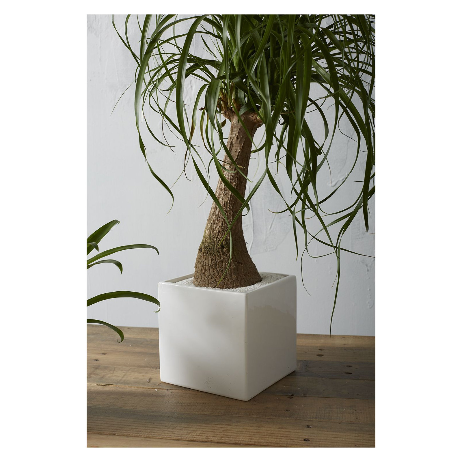 Demetria Ceramic Pot Planter, White, 6.25" H x 6.25" W x 6.25" D