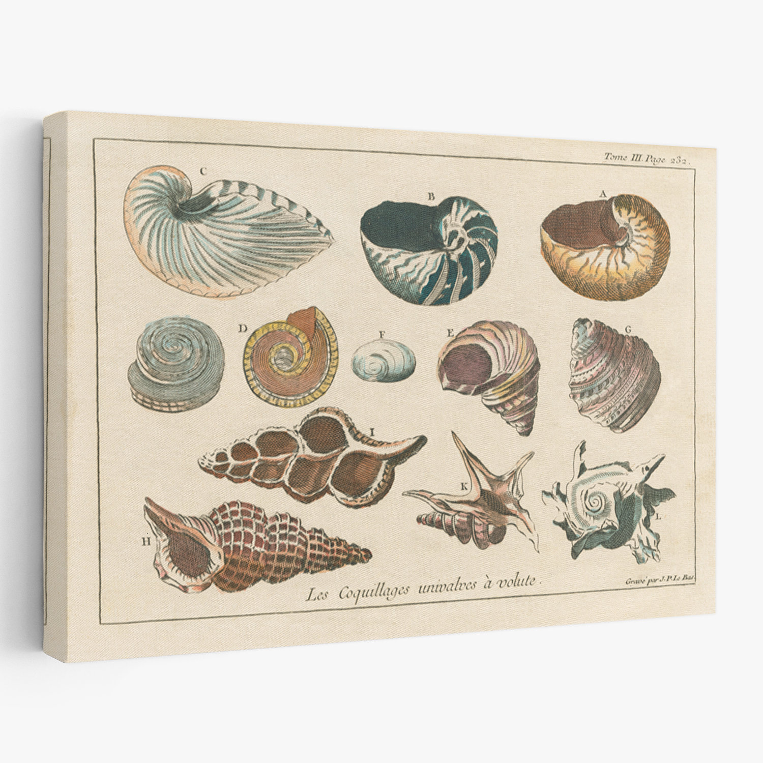 Traditional Shells Rosecliff Heights Traditional And Vintage Shell Etchings I | Wayfair