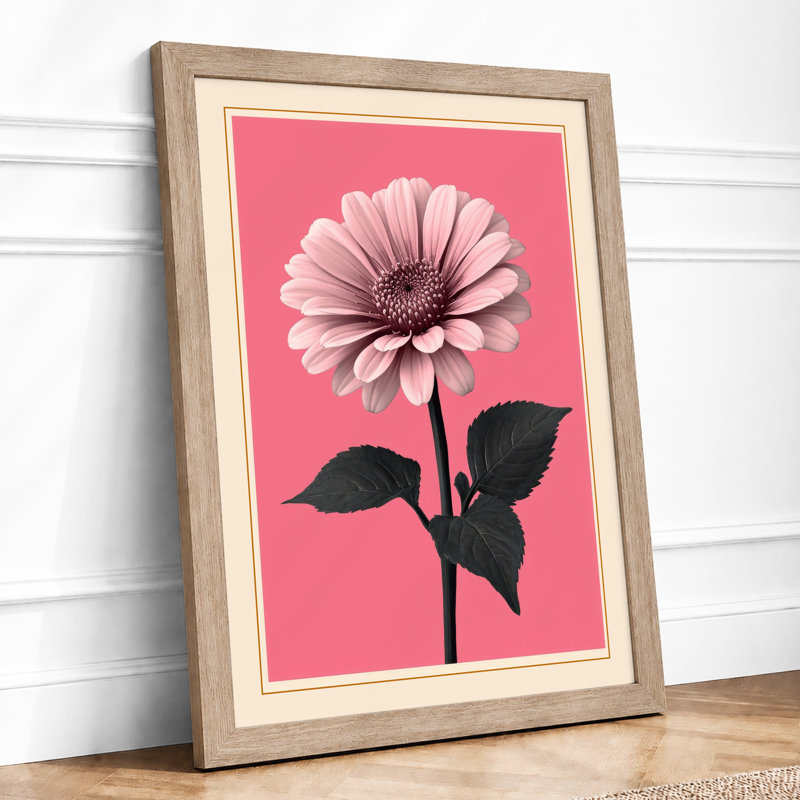 Pink Gerbera Study Botanical - Framed Print, A2 - 59.4 x 42.0 cm, Oak