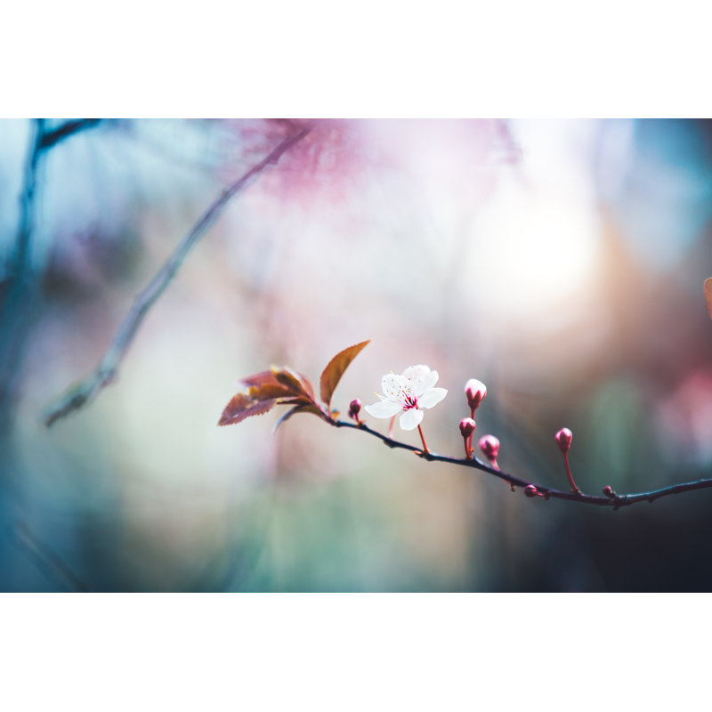 Blooming Cherry Branch - Wrapped Canvas Print, 51cm H x 76cm W x 3.8cm D