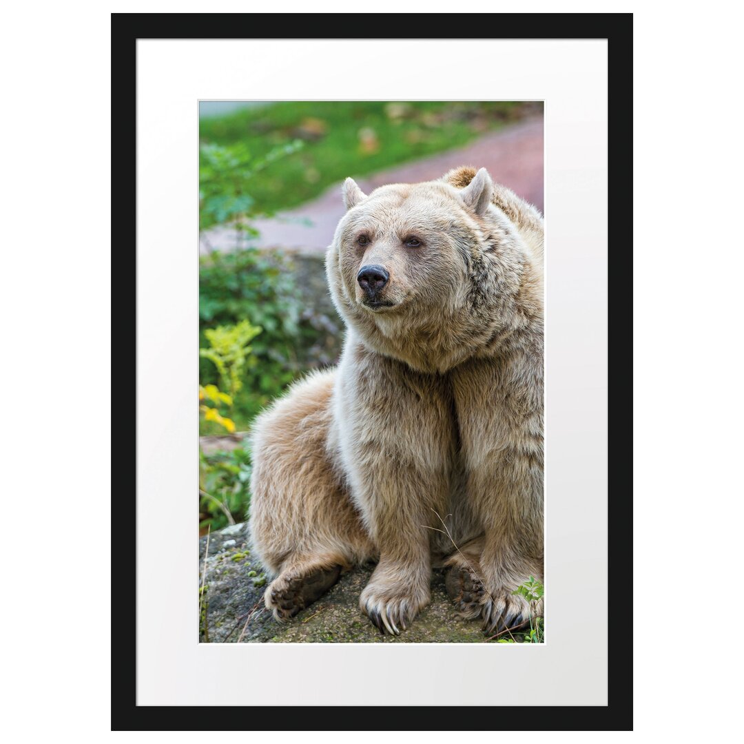 Gerahmtes Poster Niedlicher Grizzlybär auf Stein