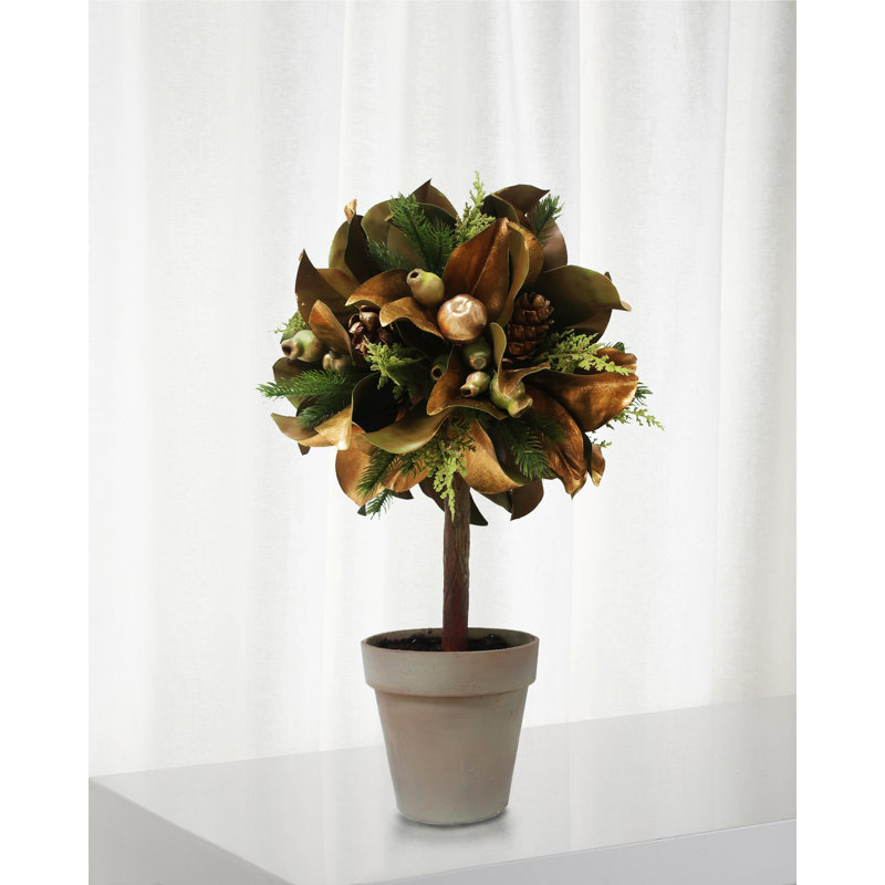 Feuille de magnolia en pot
