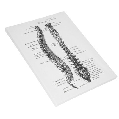 Anatomy Canvas Retro Decorative Wall Organ Art Painting for Hospital Bedroom ClassroomType B