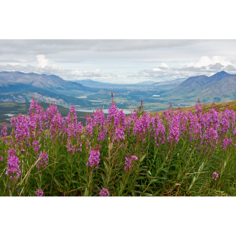 Blooming Yukon Fireweed - Wrapped Canvas Print, 30cm H x 46cm W x 3.8cm D