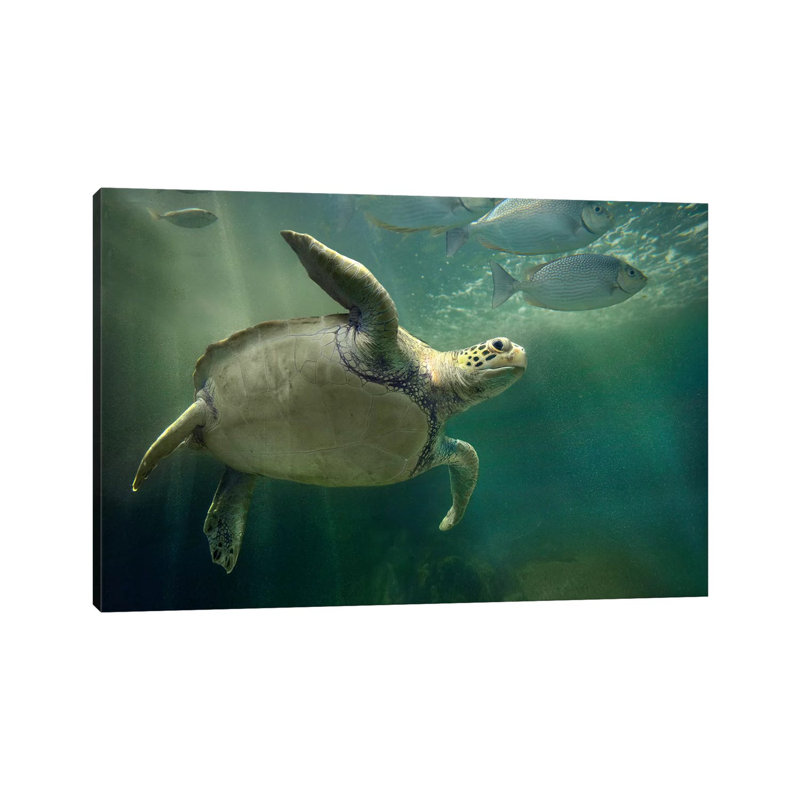 Green Sea Turtle And Fish, Sabah, Malaysia II by Tim Fitzharris - No Frame Gallery-Wrapped Canvas Giclée on Canvas