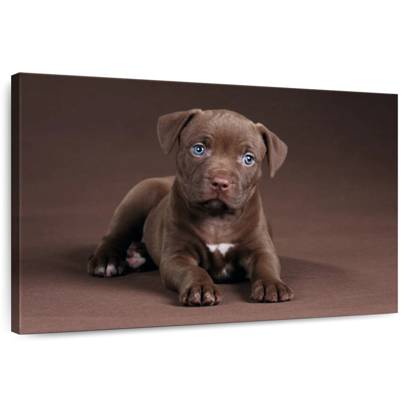 Brampt Pit Bull Puppy, 20" H x 30" W
