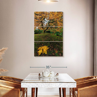 Harnek Japanese Maple Tree Autumn