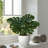 10" Artificial Monstera Plant in White Pot-607539360