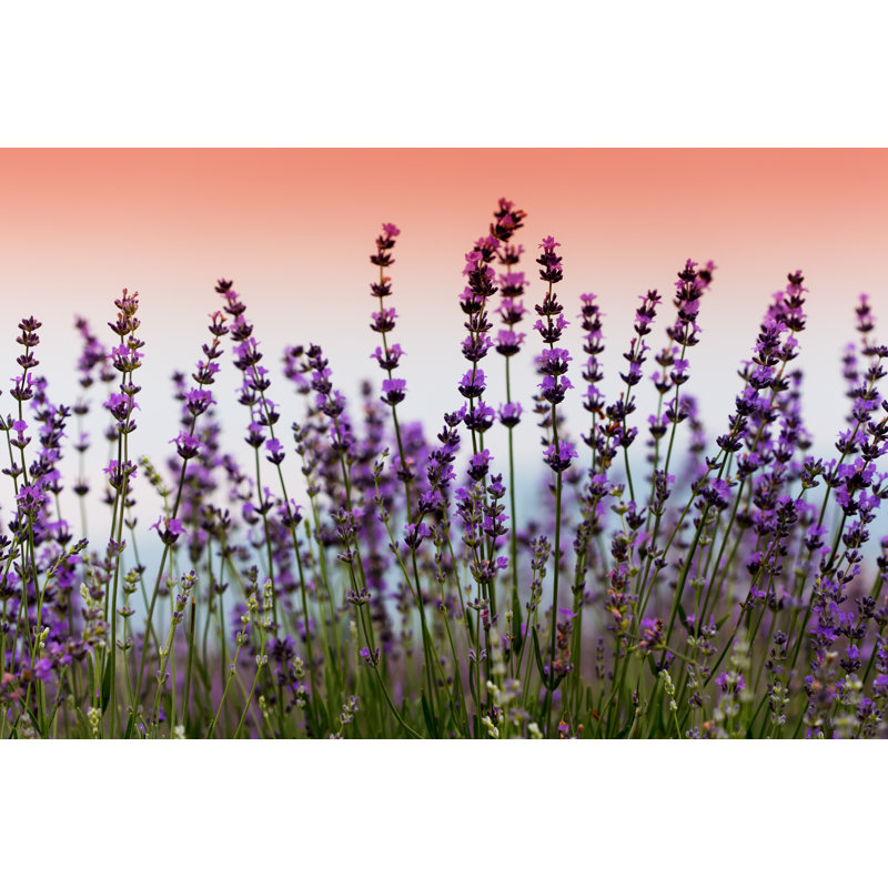 Lavender Field by Taseffski - Wrapped Canvas Print, 61cm H x 91cm W x 3.8cm D