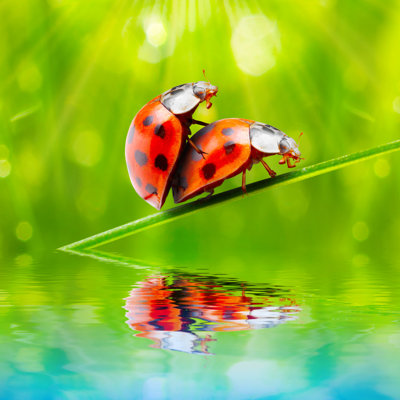 Feli " Ladybug " by Abadonian