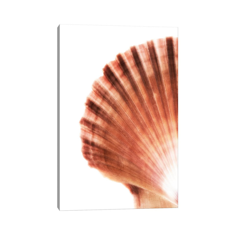 Scallop Seashell par Philippe Hugonnard - peinture sur toile tendue, H 18 po x l 12 po x 1,5 po