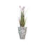 Plante 61 po