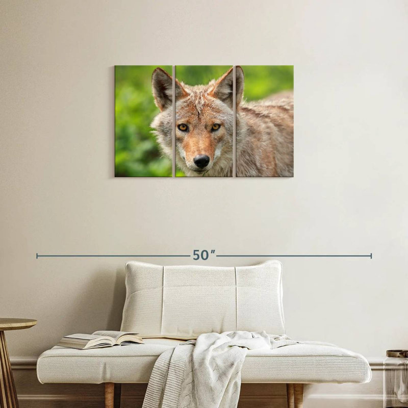Face Of Coyote