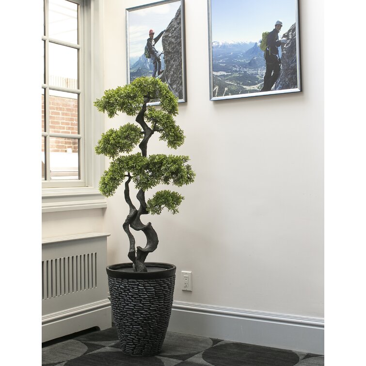 The Twillery Co.® Panama Bonsai Tree in Pot & Reviews