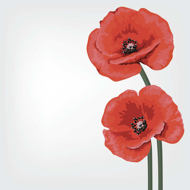 Poppy Floral Background - Wrapped Canvas Graphic Art, 91cm H x 91cm W x 3.8cm D