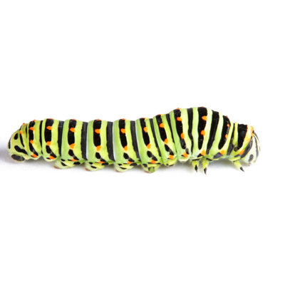 Colorful Caterpillar by Arlindo71 - No Frame Art Prints on Canvas