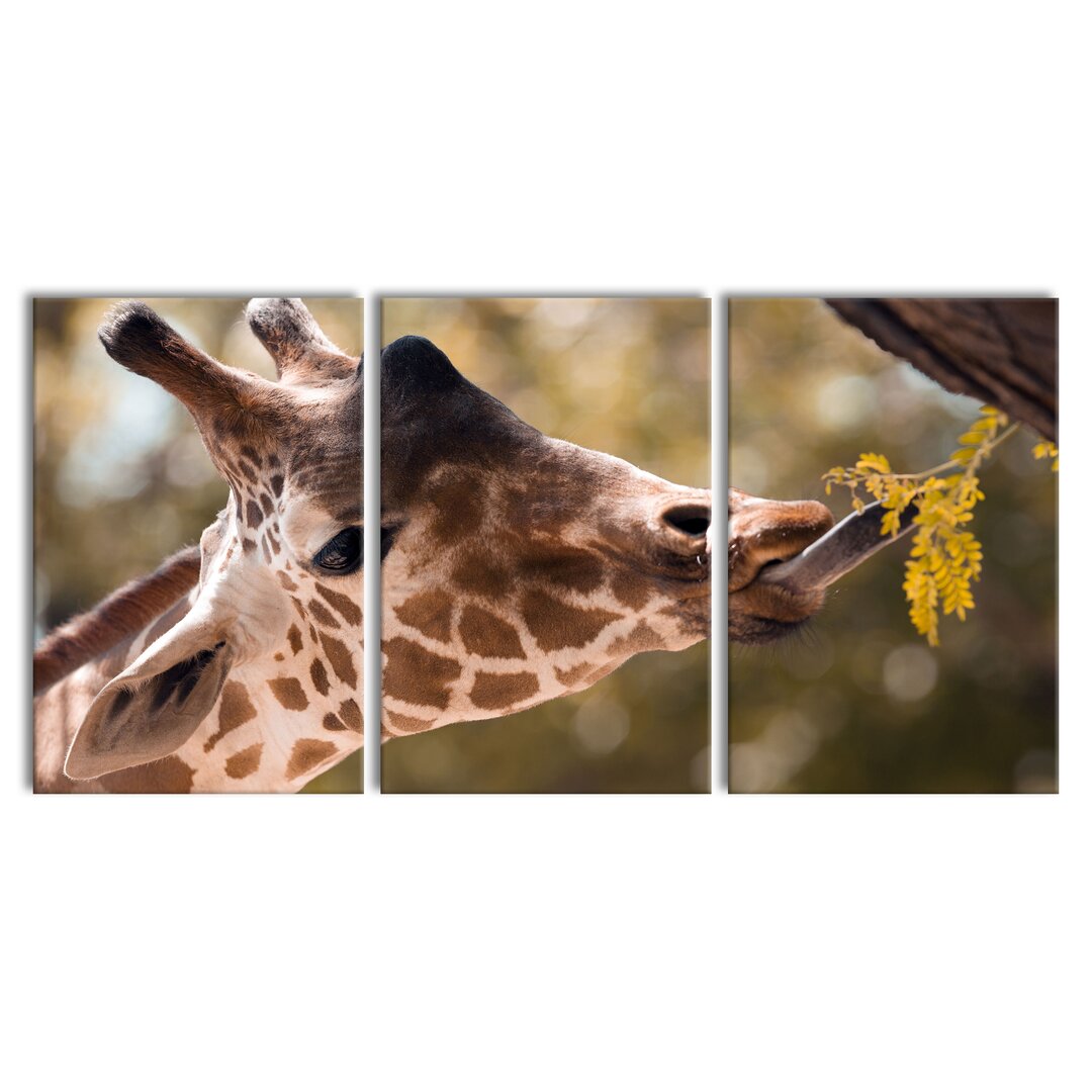 3-tlg. Leinwandbilder-Set Giraffe Face