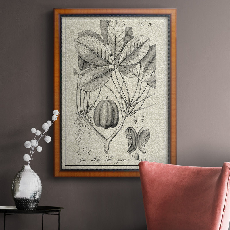 Toile encadrée botanique antique noire et blanche de qualité supérieure - prête à être accrochée, H 36 po x l 24 po
