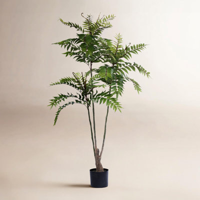 62.99'' TOONA SINENSIS Plant