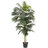 Golden Cane Palm Tree